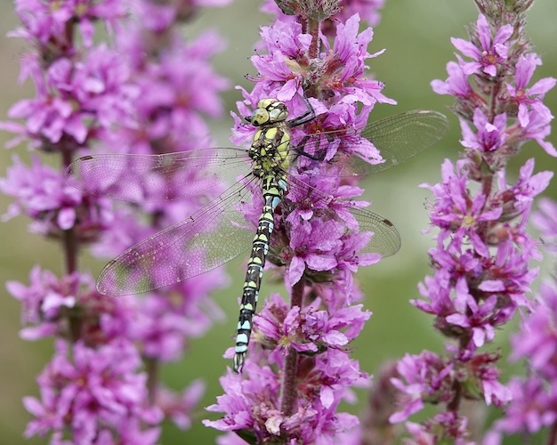 southern hawker